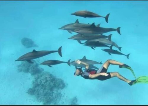 VIP Maison des Dauphins